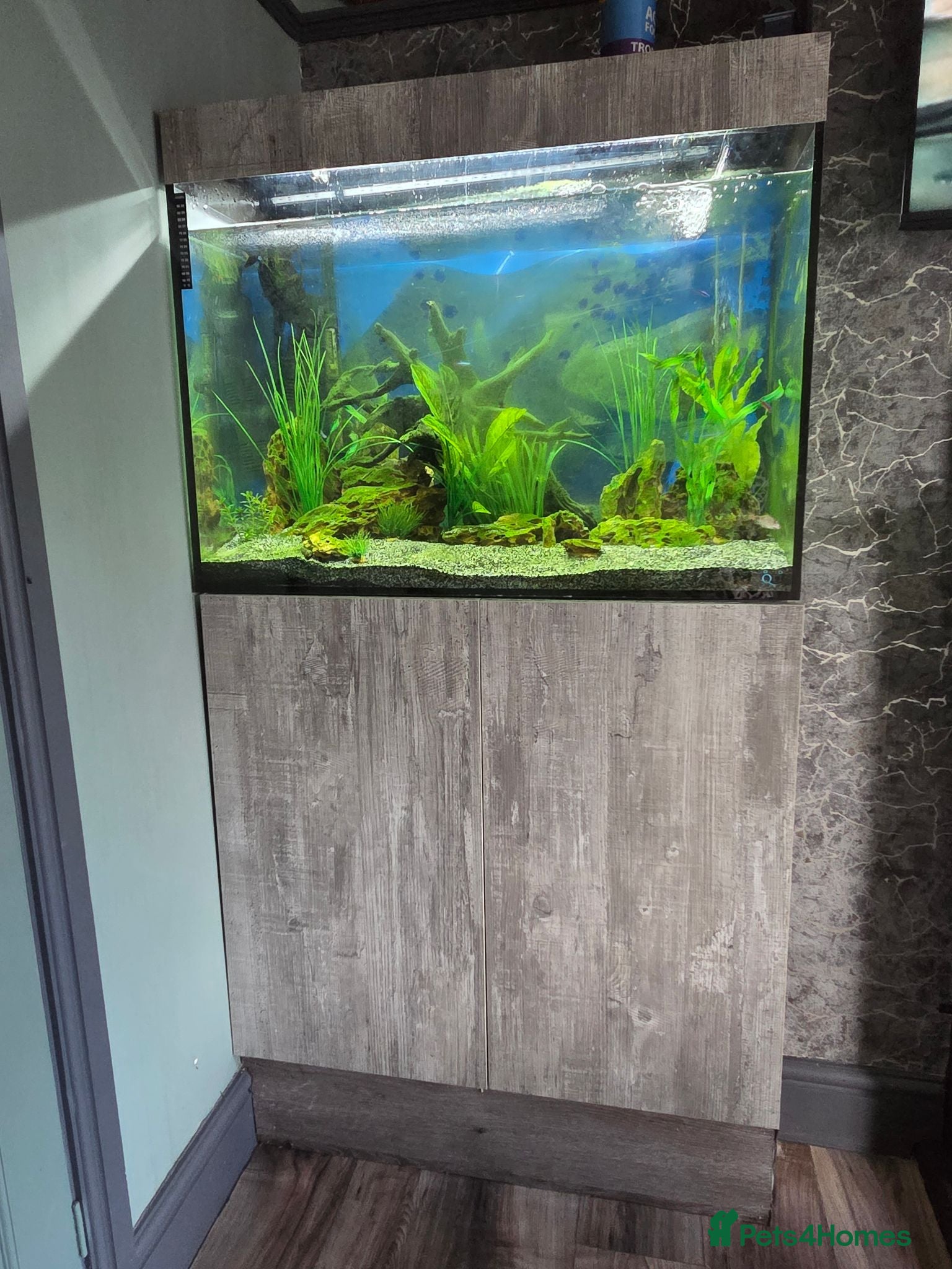 Tetras fish Evolution Aqua  D-D Aqua Freshwater 900 fish tank - Advert 1