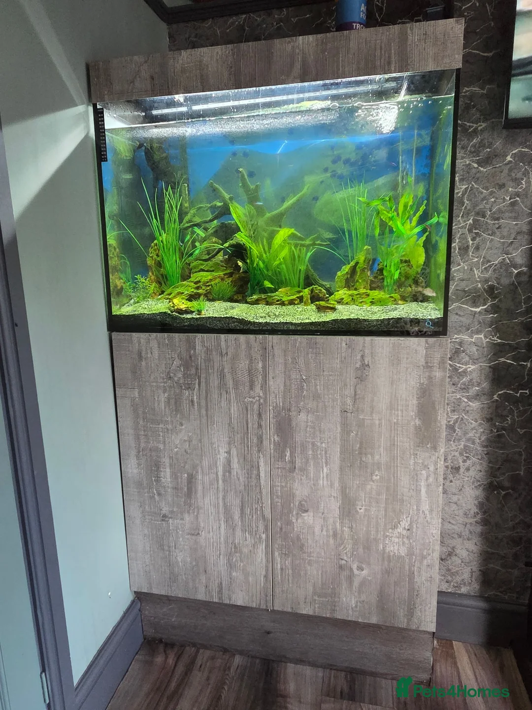 Tetras fish for sale: Evolution Aqua  D-D Aqua Freshwater 900 fish tank - Advert 1