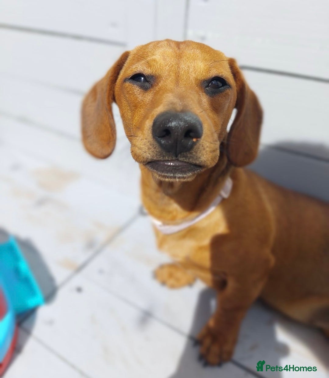 Mixed Breed dogs for sale: Buddy and Minnie (to be rehomed together) - Advert 7