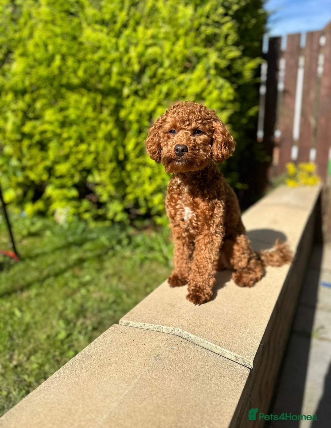 Toy Poodle dogs for stud: Red Toy Poodle for stud - Image 4
