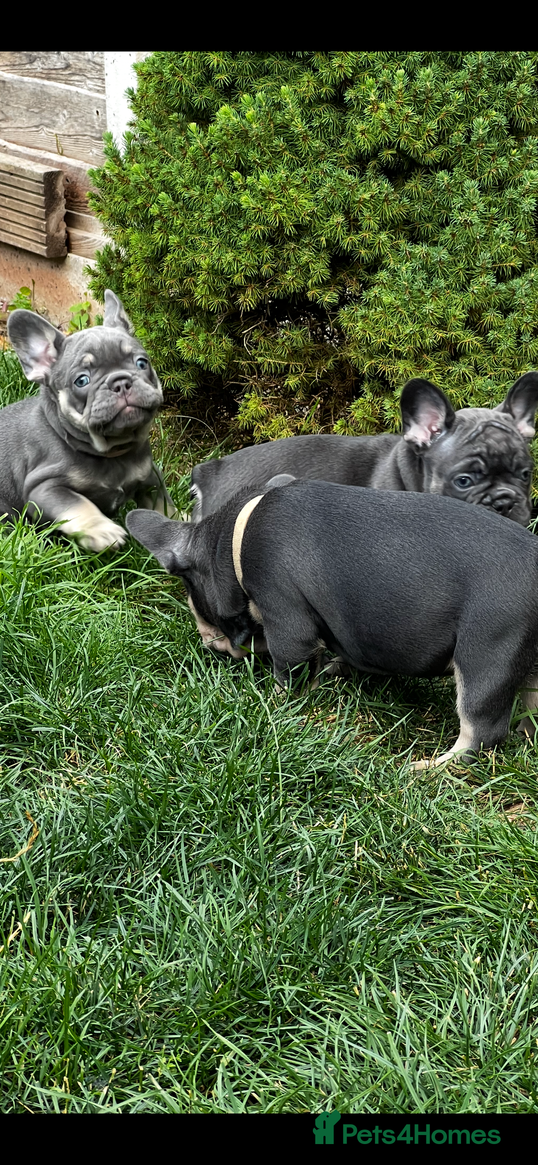 French Bulldog dogs for sale: Kc Registered 5 Generation Pedigree Quality  - Image 20