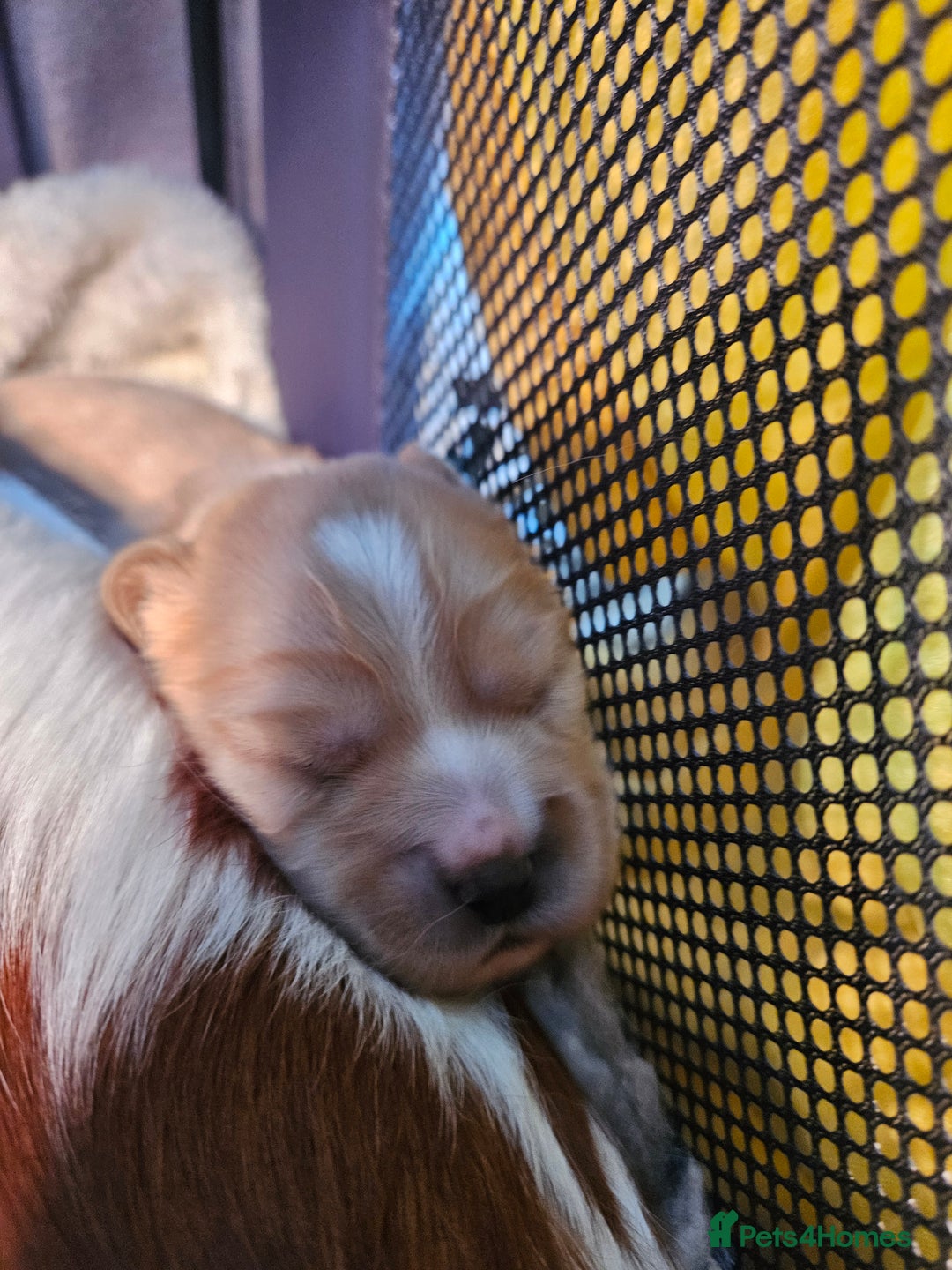 Mixed Breed dogs for sale: Adorable Cavapoo Puppies 🐶  - Image 12