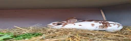 Mini Lop rabbits for sale: Spayed and neutered rabbits for adoption VAC rhd2  - Advert 8