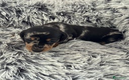 Miniature Dachshund dogs for sale: Miniature Dachshund puppies - Image 10