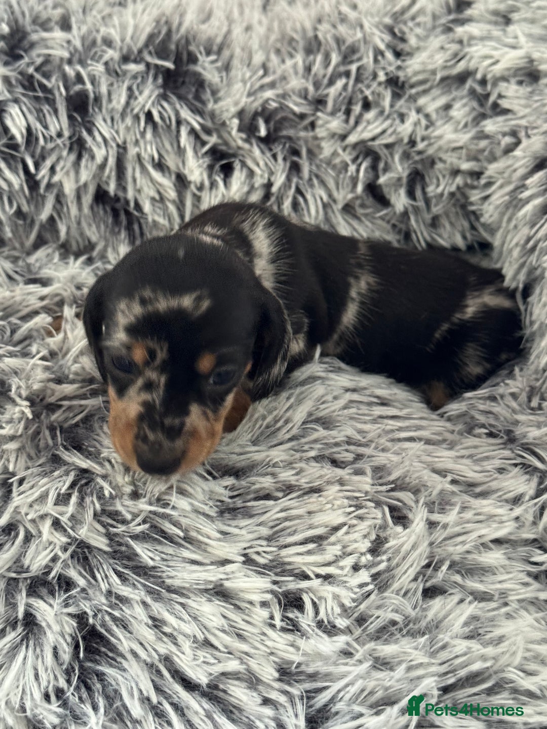 Miniature Dachshund dogs for sale: Miniature Dachshund puppies - Image 10