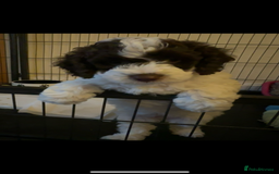 Cockapoo dogs for sale: Cockapoo Babies - Image 16