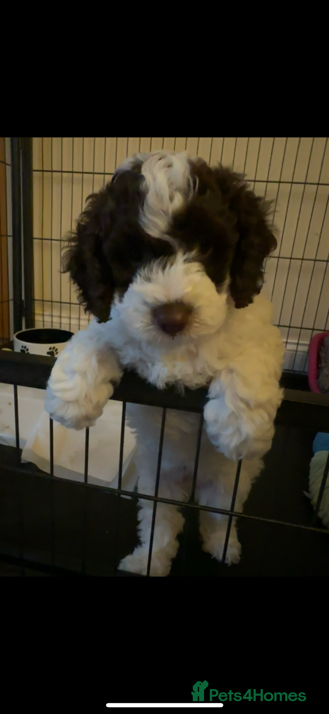Cockapoo dogs for sale: Cockapoo Babies - Image 16