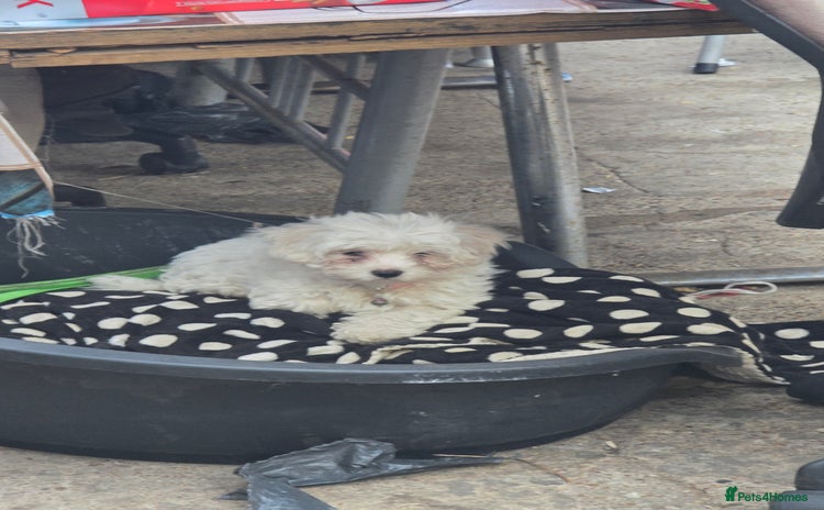 Bichon Frise dogs Bichon frise  - Advert 1