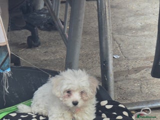 Bichon Frise dogs Bichon frise - Advert 7