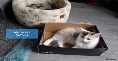 Ragcoon cats - Advert 16