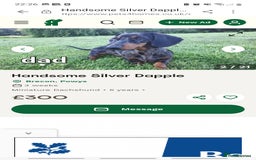 Miniature Dachshund dogs for sale: Ready to leave Miniature dachshunds cearphilly  - Image 9