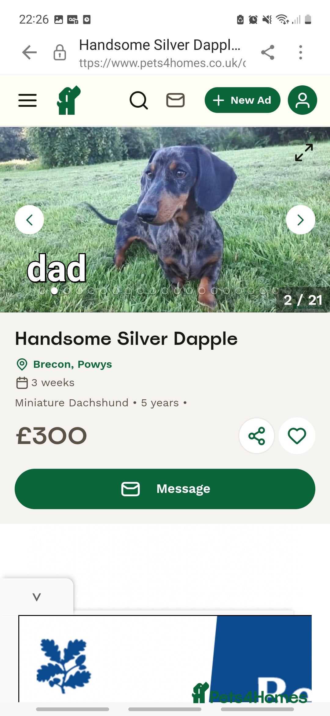 Miniature Dachshund dogs for sale: Ready to leave Miniature dachshunds cearphilly  - Image 9