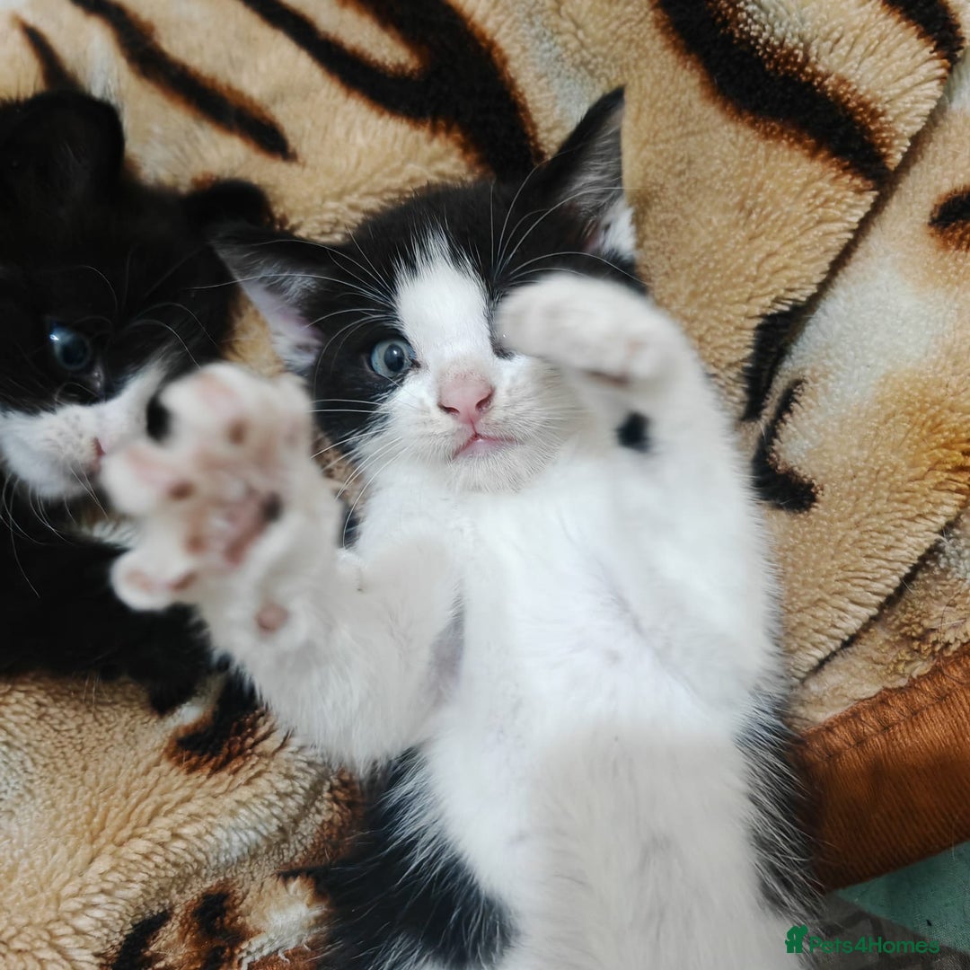 Mixed Breed cats for sale: 3 beautiful kittens left for sale!! - Image 13