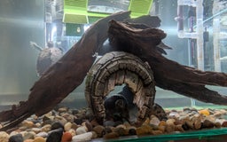 Turtle reptiles for sale: Three turtles with the entire set u+loads of extra - Image 11