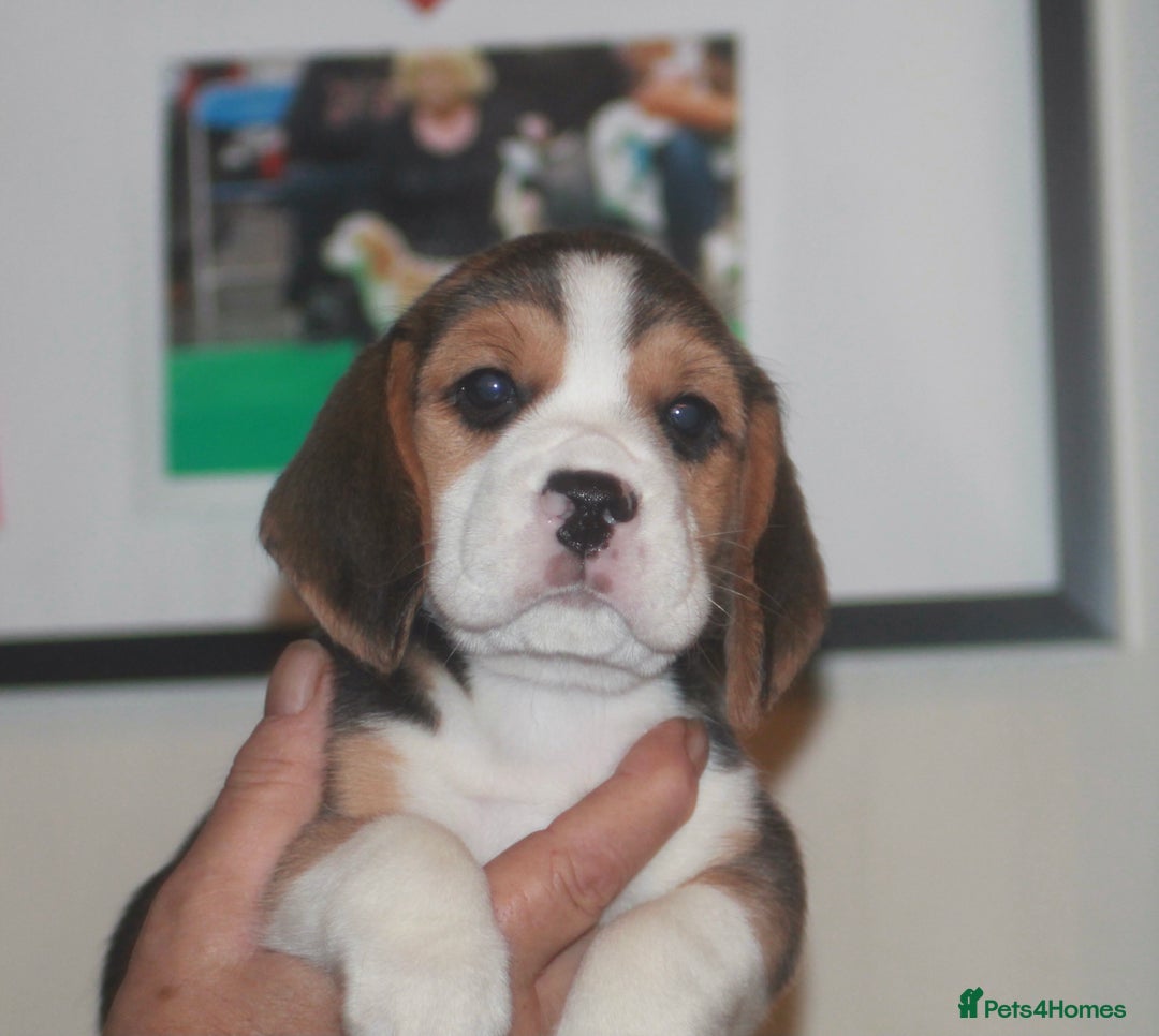 Beagle dogs for sale: BEAUTIFUL KENNEL CLUB REG BEAGLE PUPPIES - Advert 1