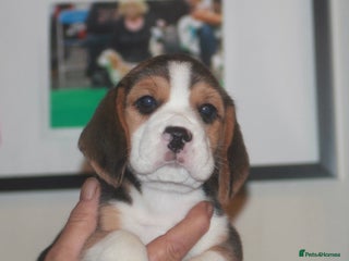 Beagle dogs BEAUTIFUL KENNEL CLUB REG BEAGLE PUPPIES - Advert 1