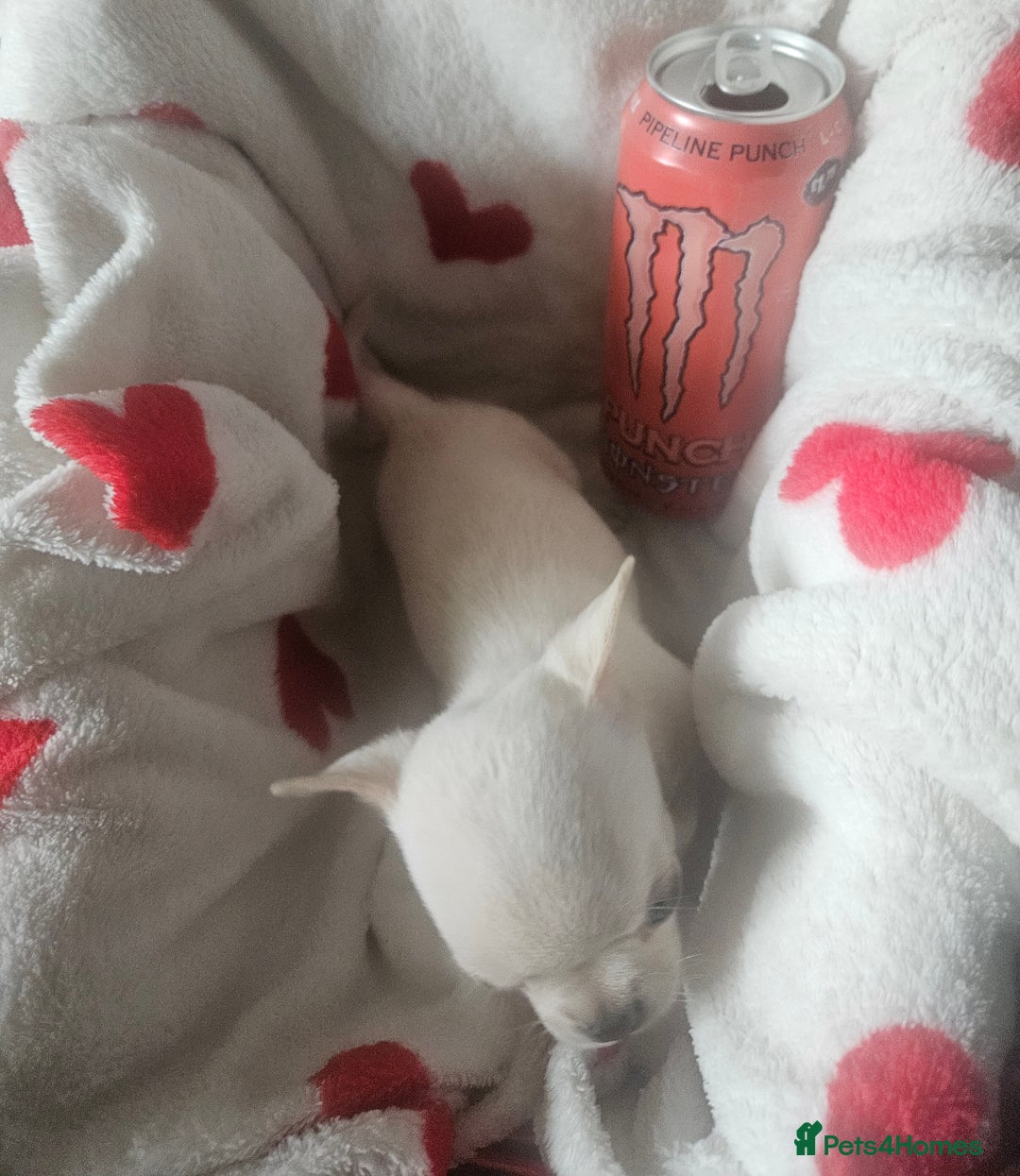 Chihuahua dogs for sale: Teeny Chihuahua Pup   - Image 9