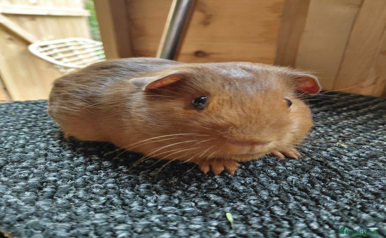 Guinea Pig rodents - Advert 14