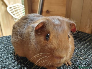 Guinea Pig rodents - Advert 1