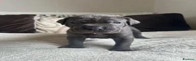 Cane Corso 8