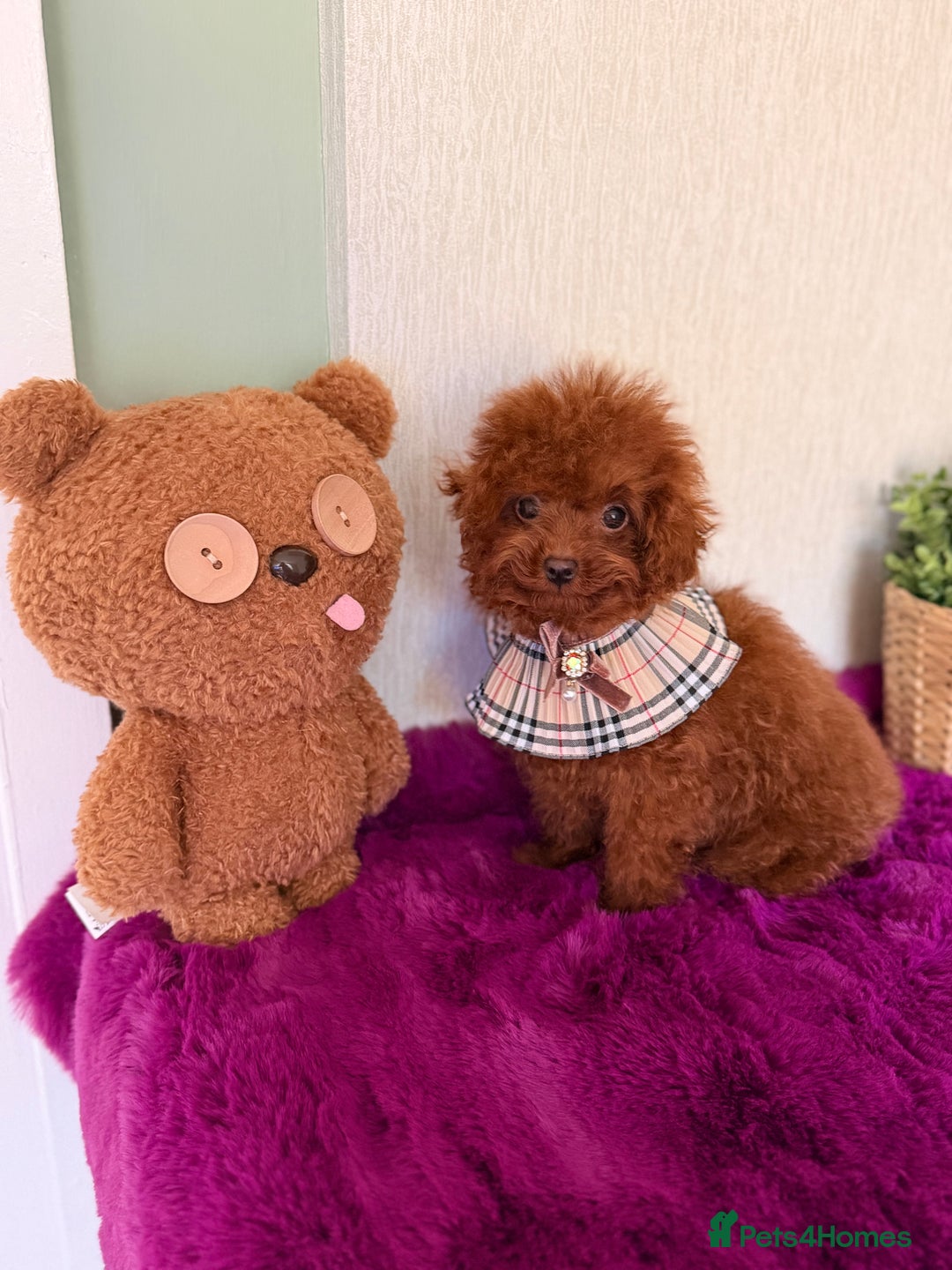 Poodle dogs for sale: Stunning Asian poodle boy for sale  - Advert 5