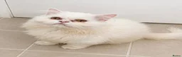 Persian cats for sale: Male white/ cream Persian chinchilla  - Advert 2