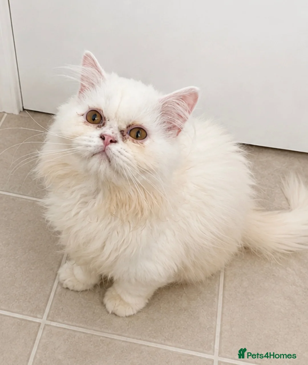 Persian cats for sale: Male white/ cream Persian chinchilla  - Advert 2