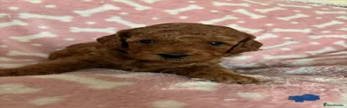 Cockapoo 2