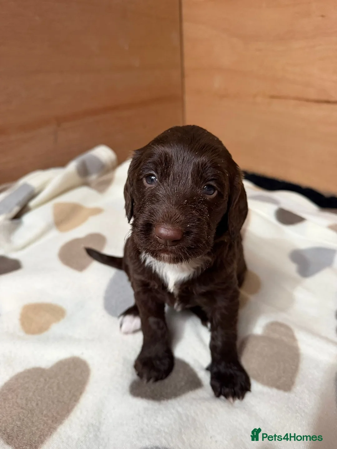 Sproodle dogs for sale: Gorgeous Chocolate Puppies in Ludlow - Advert 13