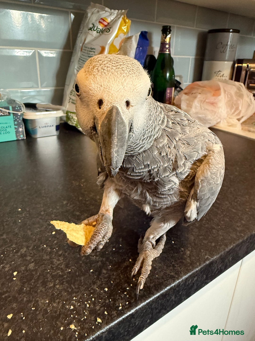 Parrots birds for sale: Very chatty African Grey parrot  - Advert 5