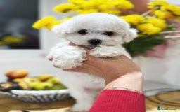 Bichon Frise dogs for sale: Irresistibly Cute Pedigree Bichon Frise Girl  - Image 1