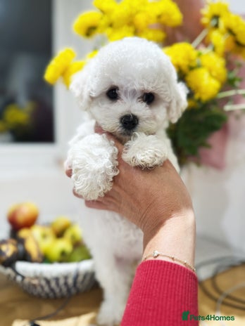 Bichon Frise dogs - Advert 1