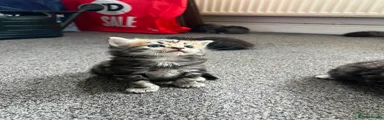 Mixed Breed Kitten 3