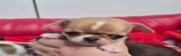 Chihuahua dogs for sale: KC registered Chihuahua puppies  - Advert 16