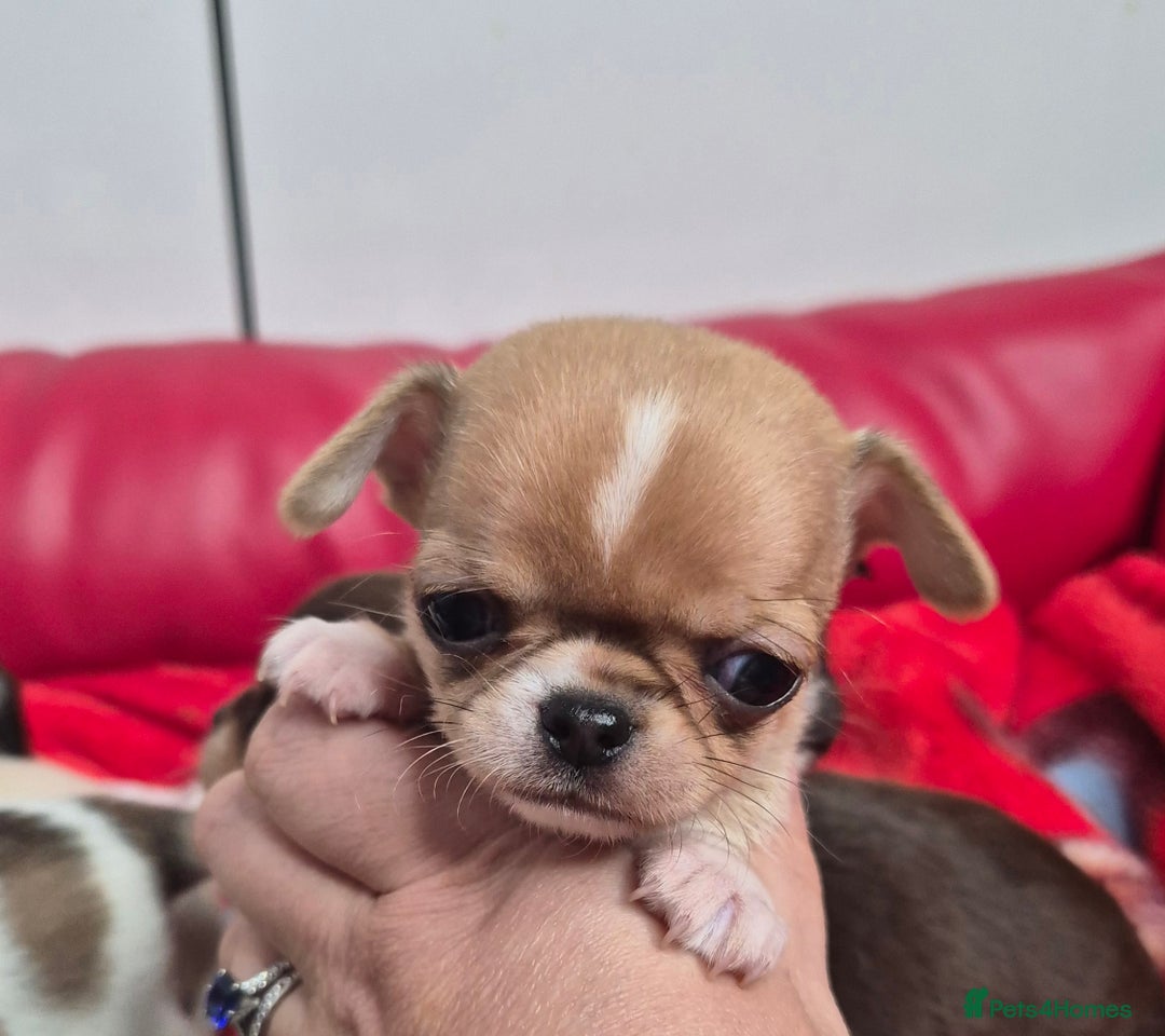 Chihuahua dogs for sale: KC registered Chihuahua puppies  - Advert 16