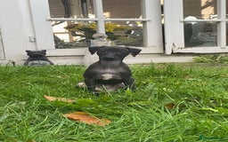 Italian Greyhound dogs for stud: Italian greyhound STUD  - Image 2