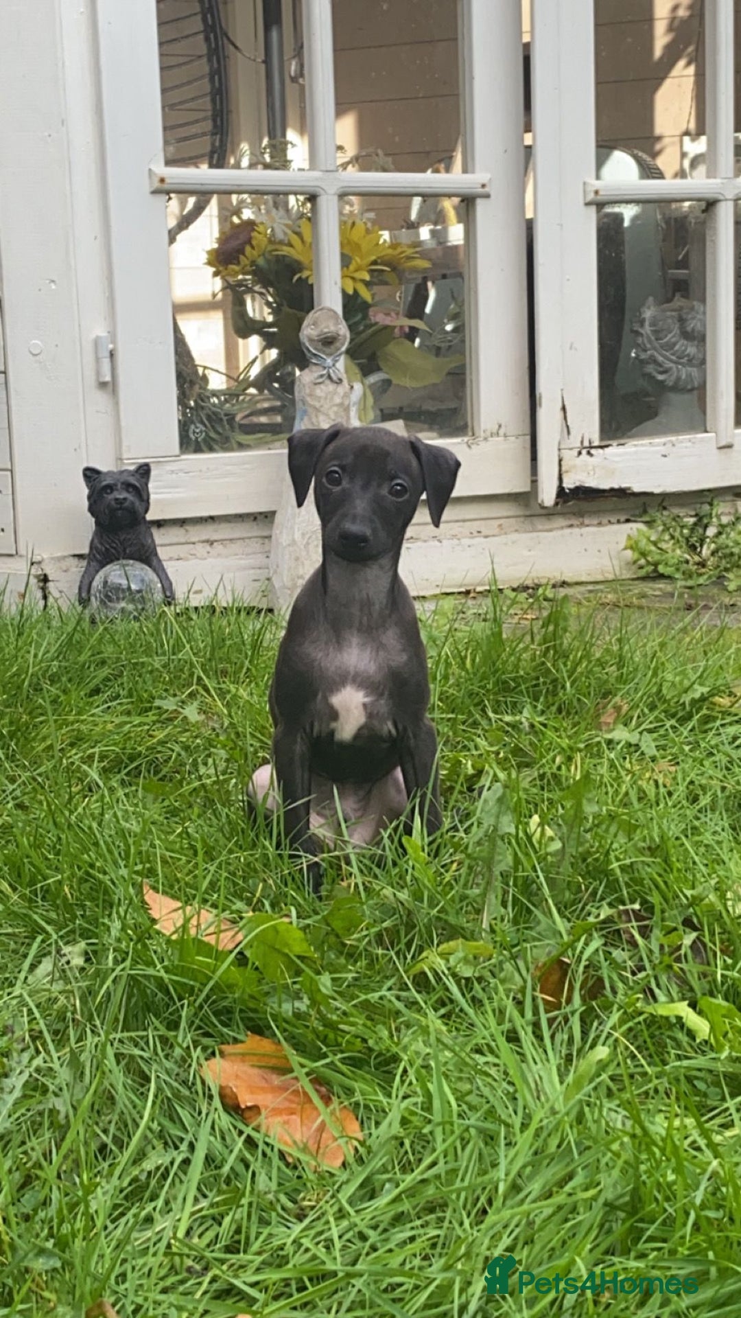 Italian Greyhound dogs for stud: Italian greyhound STUD  - Image 2