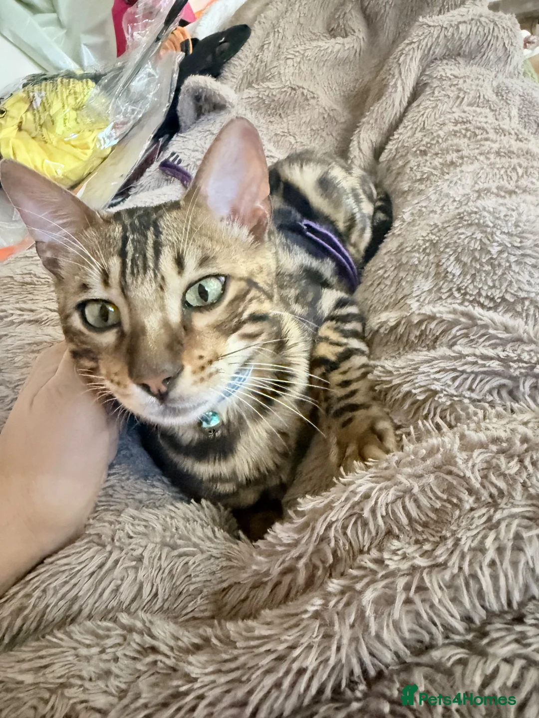 Bengal cats for sale: Friendly & Sociable Bengal Male Kitten - Advert 2