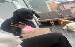 Cocker Spaniel dogs for sale: Only 4 babies left  - Image 14