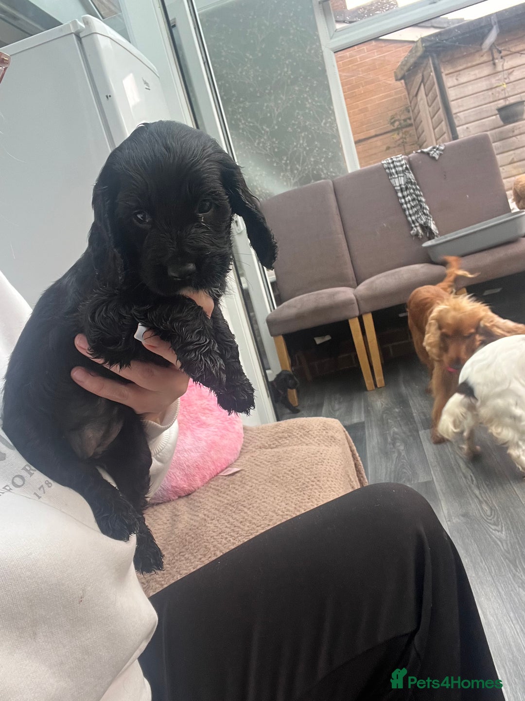 Cocker Spaniel dogs for sale: Only 4 babies left  - Image 14