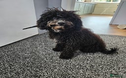 Maltipoo dogs for sale: 6 months old maltipoo - Image 3