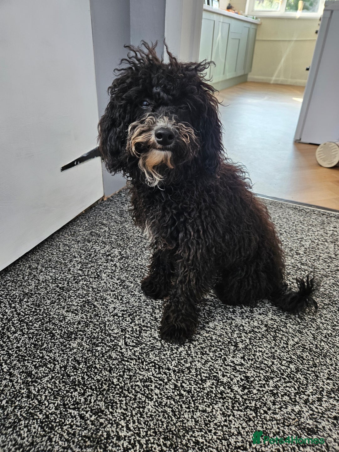 Maltipoo dogs for sale: 6 months old maltipoo - Image 3