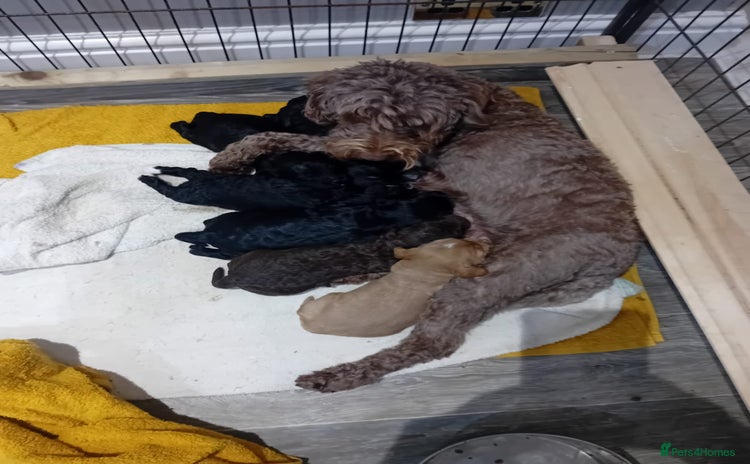 Sproodle dogs 2 boy pups available - Advert 11