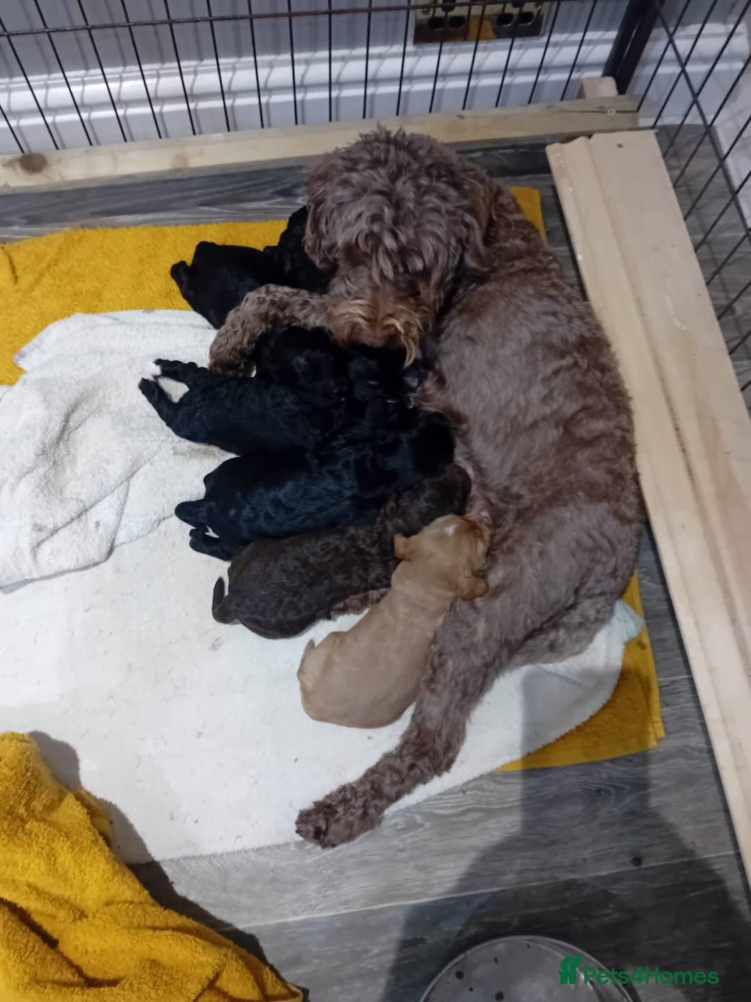 Sproodle dogs for sale: 2 boy pups available - Advert 1