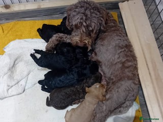 Sproodle dogs 2 boy pups available - Advert 13