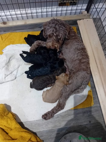 Sproodle dogs 2 boy pups available - Advert 1