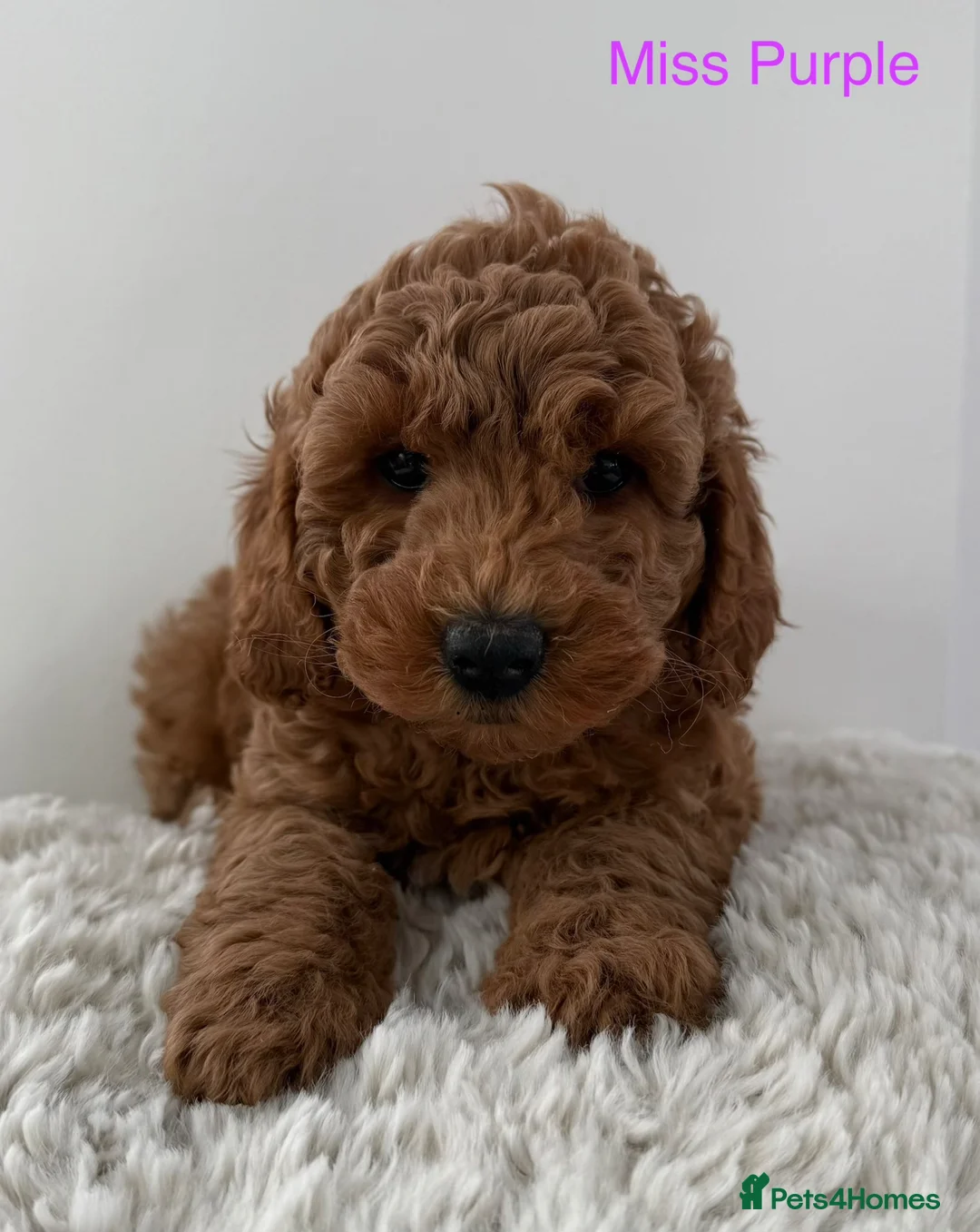 Double Doodle dogs for sale: Stunning litter of Australian Double Doodles - Advert 1