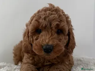 Double Doodle dogs Stunning litter of Australian Double Doodles - Advert 1