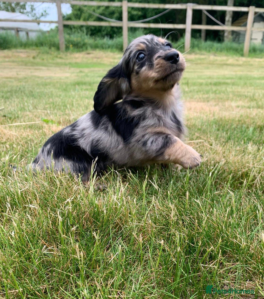 Miniature Dachshund dogs for sale: miniature longhaired dachshund's - Advert 10