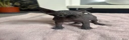 Sphynx cats for sale: Canadian sphynx kittens - Advert 5